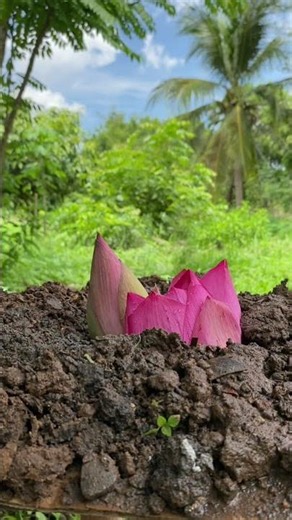 ดอกบัวหลวงโผล่จากดินสวยมาก #amazing #nature