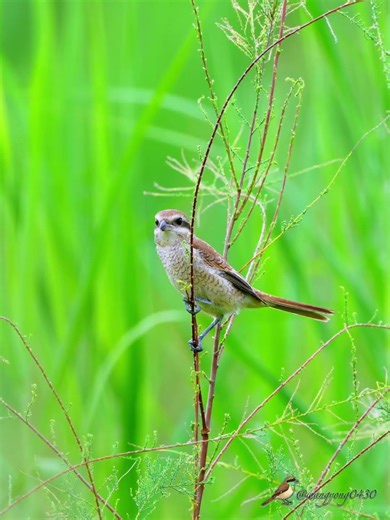 紅尾伯勞 Brown Shrike #birds #birdingparadise #wildlife #nature #4k #birdphotography #birdwatching