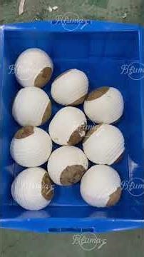 Customized Coconut Peeling Washing Line