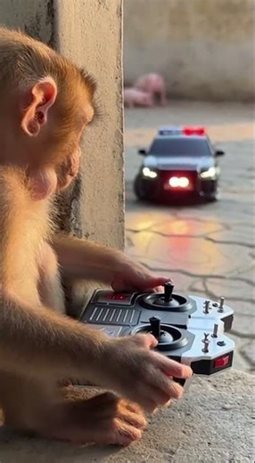 Jump Scare 😅 Watch this monkey's hilarious reaction #funnyanimals #monkey #comedy