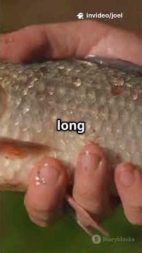 Découvrez le Poisson-chat à Queue Rouge!