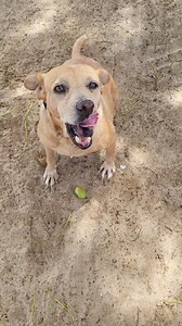 Update on Sunshine 🐕🦴🐾 Sarcoma treatment is completed! Yay, for Sunshine! I've ever done so many vet runs for the same dog. She's such an easy little girl to deal with! She's so happy to just be with people. It was really easy, albeit time-consuming. She lived visiting the vet and getting her weekly messages! Well, TVT treatment is completed. The tumour is gone. She no longer spots blood. Unfortunately, her "hooha" will always be stretched out because the tumour was so large. She has a few go