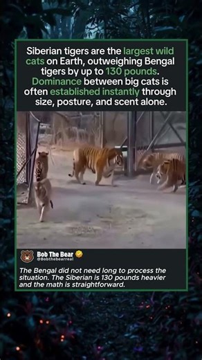 The Siberian Tiger Walked In and the Bengal Tiger Knew Immediately