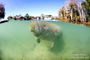 Crystal River Manatee Tours in Florida | Fun 2 Dive