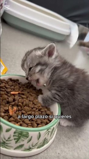 ⚠️🐱 Do you give Whiskas to your cat? Watch out for this! #kittens #cats