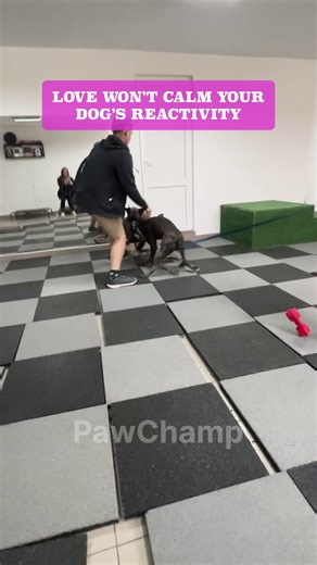 3.5K views · 645 reactions |  Unlock Your Dog’s Natural Calm with the Vagus Nerve Reset Challenge!  Simple, science-backed exercises designed to ease reactivity, reduce anxiety, and build stress resilience in just 10 minutes a day  No force, no complicated training—just fun, relaxing techniques to help your pup feel calmer and more confident  Click below to start the journey toward a more balanced and stress-free life for your dog! | PawChamp | Facebook