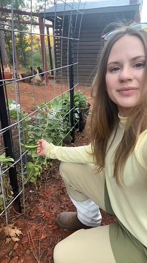 Fava Beans 😁🖤 #foodforest #gardenharvest #fblifestyle #garden #growyourownfood #homegrown #broadbean | DIY HomeGarden