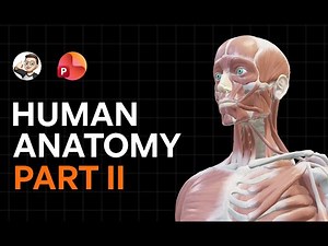 How I Did Human Anatomy 3D Animation Using Only Powerpoint (Part 2)