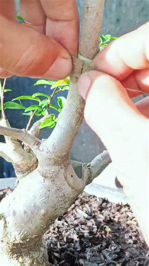 The process of making a curved tree trunk #shorts