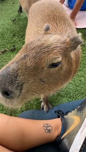 Capybara Love at Big Cat Habitat Get your tickets for our upcoming Capybara Yoga event on Sept. 29th! Only 5 spots left! #capybara #capybarasofinstagram #capylife #bigcahabitat #BCH #wildyoga #capybarayoga #sarasota #yogasrq | Big Cat Habitat