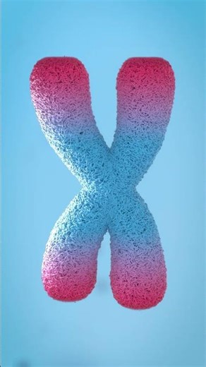 Watch a Chromosome Age in Seconds #biology#scienceanimation #science