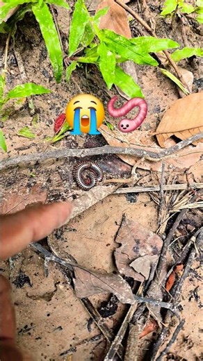 Is it dead?😭👀#millipede #monkey #shorts #frog #dogs #insects #nature #spider#crab #fish #scorpion