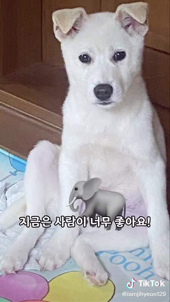 안락사 당하기로 되어있던 당일 입양된 제 동생 '찬이'를 소개할게요! 광고 아니에요! 너무나도 착하고 예쁜 아이.. 너와 내가 만난것은 운명이라고 생각해👩🏻♥️🐶 #찬이 #반려견 #유기견 #유기견입양 #사지말고입양하세요 #포인핸드