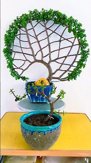 Pruning Portulacaria Afra for a Thicker Trunk & Bushy Growth