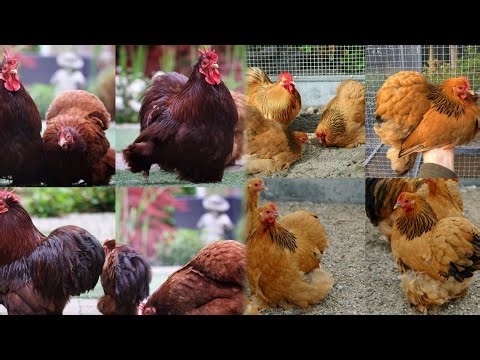 The Fancy Chicken Movement