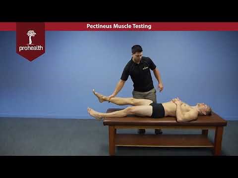Pectineus Muscle Test Palpation Dr Vizniak Muscle Manual