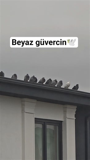 Araya Beyaz güvercin karışmış 😂 #muhabbetkuşu #budgie