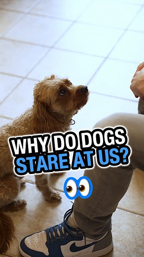 84K views · 828 reactions | Have you ever noticed your dog staring at...
