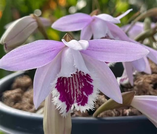 Pleione fundraiser 🌿🌸 This year we will be offering a limited list of Pleione bulbs from our National Collection as a fundraiser to help us in our mission to exhibit at The World Orchid Conference in Dresden in 2026. The list will be offered on a ‘first come first served basis’ this coming weekend. If you are interested in buying a special bulb, some awarded ones, do sign up to receive the newsletter on our website to avoid missing out. Each sale will help us in our conservation mission and we