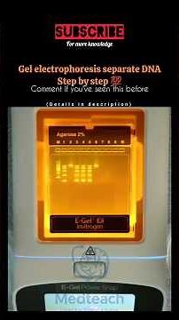 “Gel Electrophoresis Explained | How DNA Gets Separated Step-by-Step 🧬 ” #sciencefun
