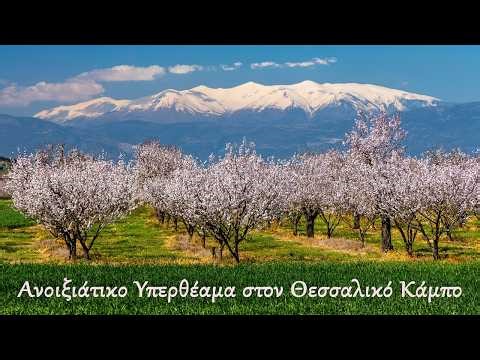 Ανοιξιάτικο Υπερθέαμα στον Θεσσαλικό Κάμπο