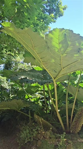 Tregenna Castle Resort on TikTok