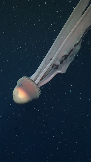 Scientists spot rare Phantom Jellyfish