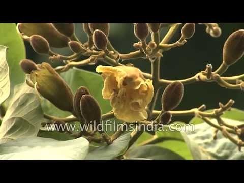 Kanak champa or Pterospermum acerifolium, a typical Delhi tree