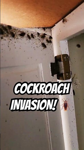 2-Year Unchecked: German Cockroach Takeover in Neglected Kitchen