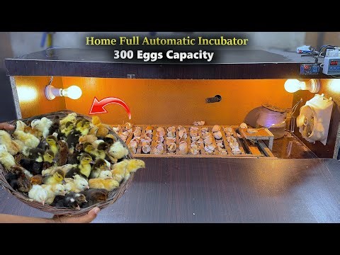 Homemade 300 Eggs Full Automatic Egg incubator - Hatched Chicks