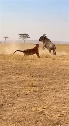 A Tiger Charges — Then Everything Changes