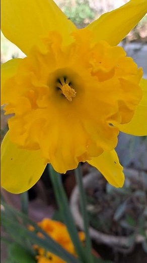 These yellow daffodils stole the show #bearandthegarden #gardening #flowers