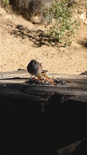 Dark-eyed Junco🐦Woodpile Buffet #darkeyedjunco