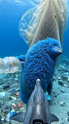 A Dolphin with GoPro Exploring Rare Sea Creatures Trapped in Trash! #GoProPov #SeaCreatures