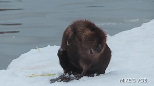 This video from April 25 provides a great look at a beaver grooming its fur. #beavers #cuteanimals #wildlifephotography | Mike’s photos and videos of beavers