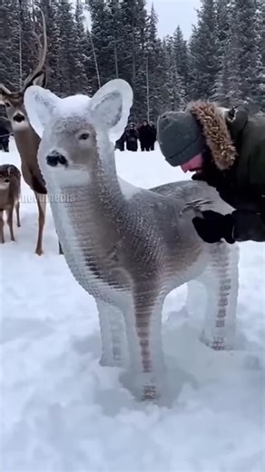 Frozen deer gets rescued just in time by Kind bystander!
