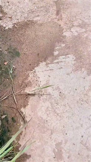 79.Daily Life of Insects Up Close