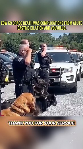 9.9K views · 913 reactions | EOW K9 Drago Taken By Acute Gastric Dilation And Volvulus Complications #k9 #honor #farewell #dog #doglover | Turtle84 | Facebook