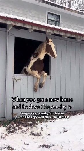 Looking for a horse that can take you to the next level? We have Warmblood and Lusitano geldings at