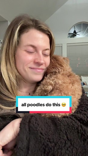 Why Toy Poodles Are the Snuggliest Dogs Ever
