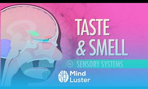 Mind Luster - Learn Taste Smell Crash Course A P 16