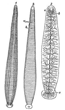Leeches (Hirudinea)