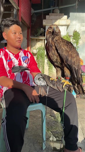 Exploring the Fascinating World of Estern Imperial Pets