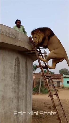 Lion Started Climbing the Ladder 😳🦁