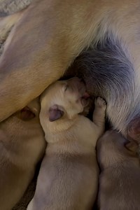 Puppy nursing 🍼 there’s nothing better than a baby lab💙 I wanted to mute the video or put a song for the audio as my daughter is coughing in the background and Home Alone is playing but it’s the real scenario of what puppies listen to🙂 Puppies are raised in our home for the first 2-3 weeks before transitioning to the “toddler” area ~ once puppies ears are open they can listen to all the different sounds in our home: vacuum, tv, washer/dryer, cooking- a possible pan accidentally drop, kids, al