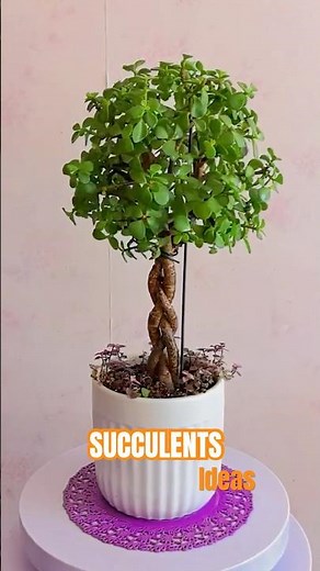 Jade Plant Pruning ✂️ Shape Your Succulent for a Perfect Look!