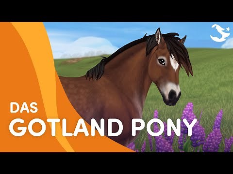Lernt das Gotland Pony kennen! 😍🐴❤️ | Star Stable Pferderassen
