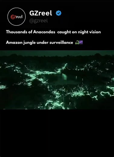 Deep in the Amazon Rainforest, night vision cameras reveal what the human eye rarely sees—massive anacondas moving through dark waters and dense jungle. These snakes, especially the green anaconda, can grow over 9 meters long and weigh more than 250 kg, making them the heaviest snakes on Earth. Night vision works by amplifying tiny amounts of light, exposing hidden wildlife activity that normally stays invisible. Seeing this with your friends makes you realize the Amazon isn't just a forest—it's