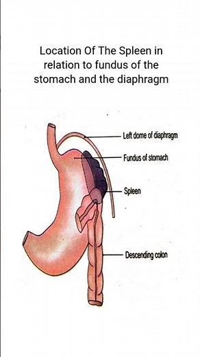 Anatomy of the Spleen: Relation to Stomach Fundus and Diaphragm