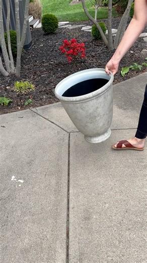 9.1K views · 42 reactions | Now that I’ve realized ferns can’t...